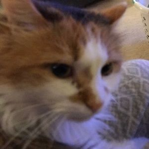 Meet your Posher, Traci